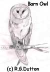 barn owl